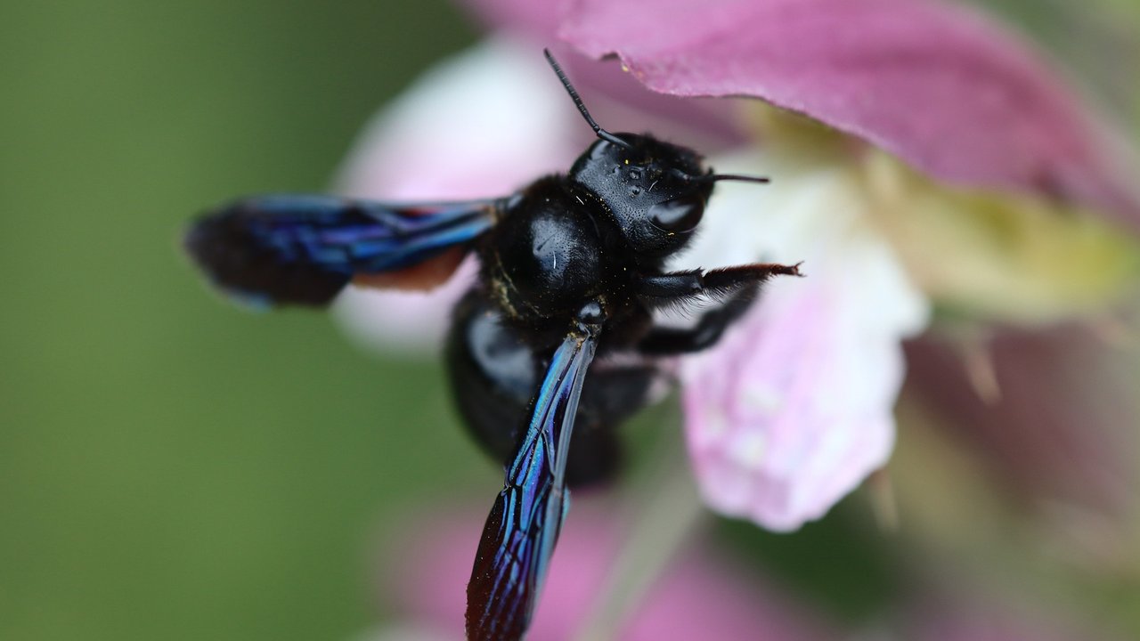 Die Flügel der Schwarzen Holzbiene schillern blau.