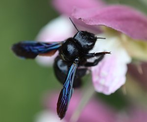 Schwarze Holzbiene: Ist ihr Stich giftig?