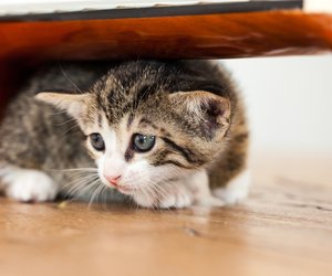 Silvester mit Katze: 5 Tipps um eure Schmusetiger vor Böllerlärm und Neujahrsknallerei zu schützen