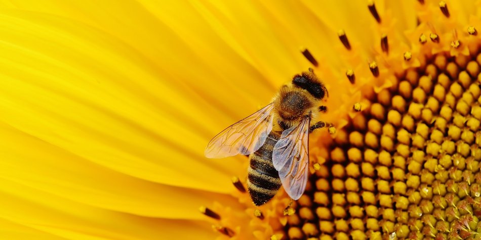 Wie lange lebt eine Biene? Wissen über die Lebensdauer