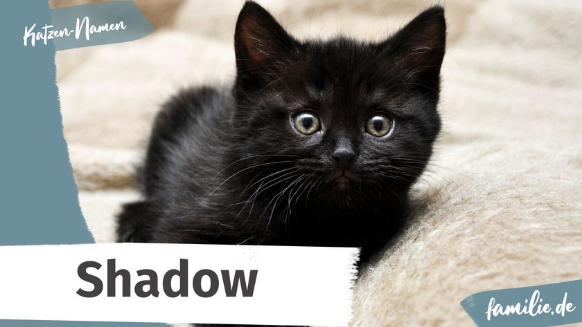 Schwarze Katze Namen: Shadow