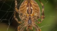 Unterschätztes Risiko: So gefährlich können Spinnenbisse in Deutschland wirklich sein