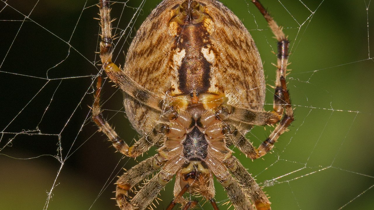 Die Kreuzspinne: Sie zählt zu den giftigsten Spinnenarten in Deutschland.