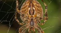 Spinnenbisse bei uns: So gefährlich kann es werden, wenn dich die Tiere beißen