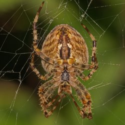 Unterschätztes Risiko: So gefährlich können Spinnenbisse in Deutschland wirklich sein