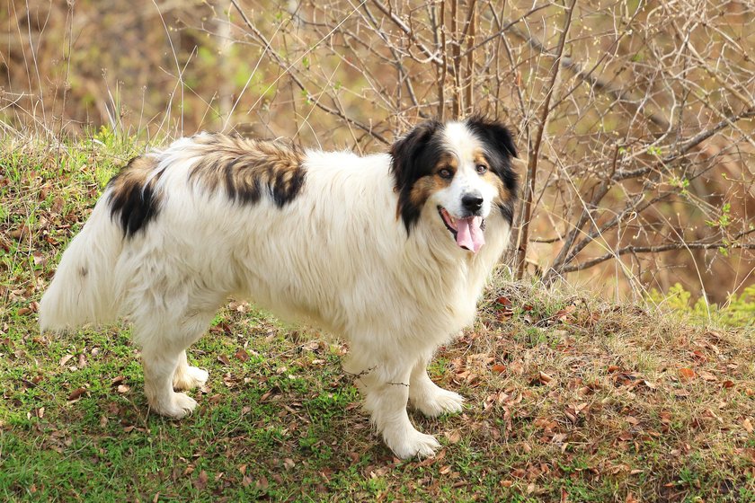 Tornjak, Croatian and Bosnian shepherd dog