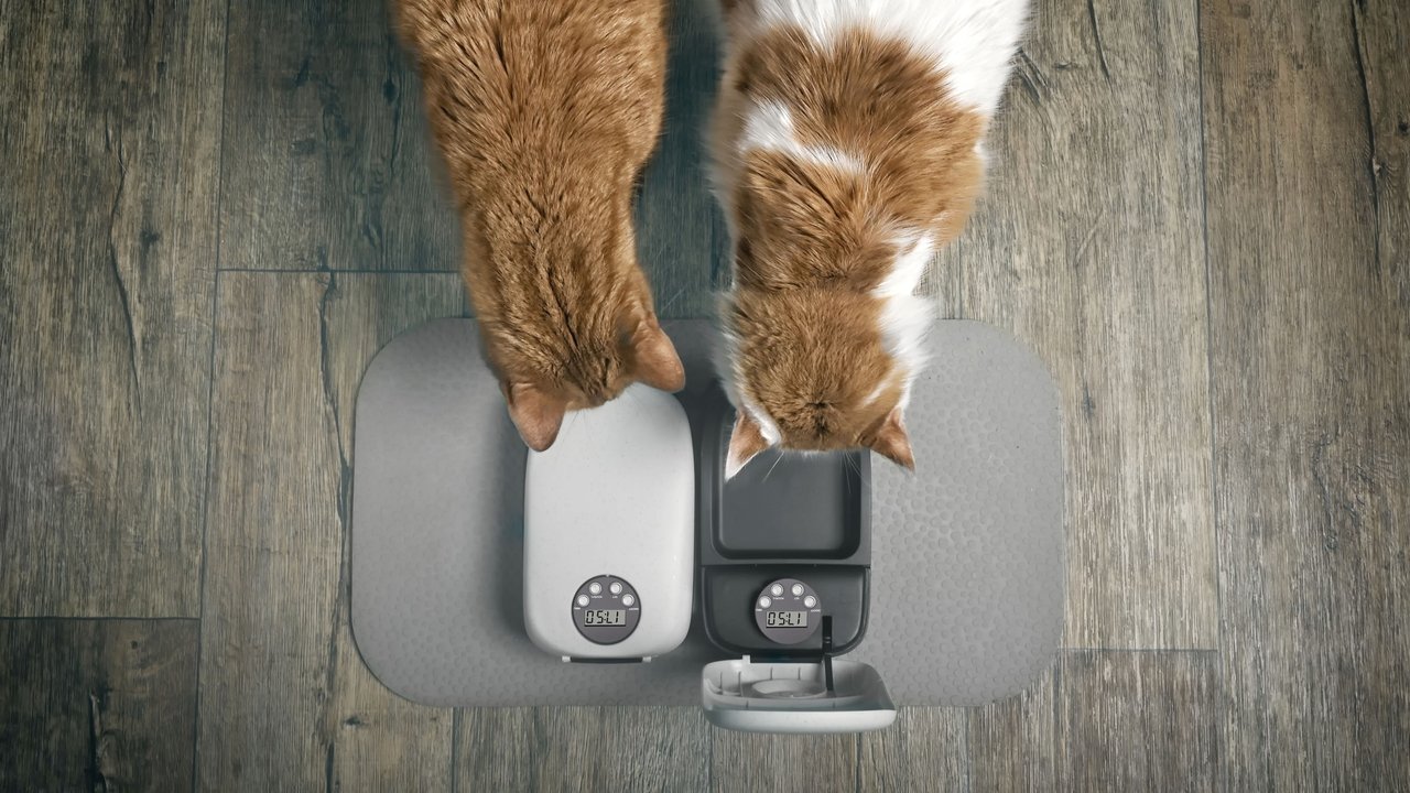 Zwei Katzen fressen aus einem Futterautomat