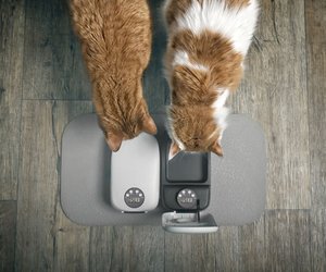 Zum Fressen gern: 5 praktische Futterautomaten für Katzen im Test