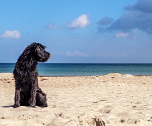 8 holländische Hunderassen: Diese Hunde kennt nicht jeder 