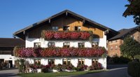 Blüten den ganzen Sommer lang: Diese Balkonblume wird euer Sommerliebling