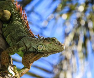 Leguan als Haustier: Ist die Haltung sinnvoll?