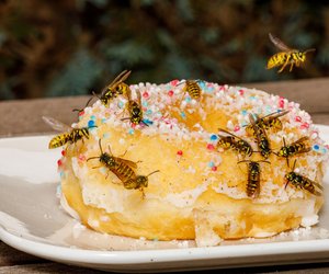 Urlaub in Griechenland: So krass war die Wespenplage noch nie