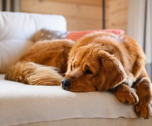 Holt euch dieses flauschige Haustierbett von Amazon zum absoluten Sparpreis