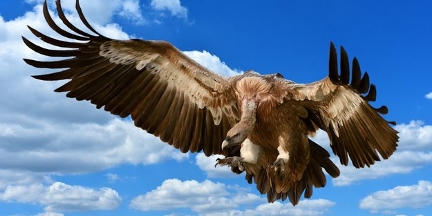 Der größte Geier der Welt: Wer ist der König der Greifvögel?