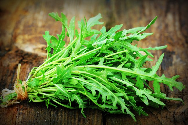Rucola Giftig Fur Katzen