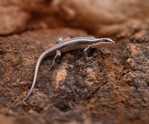 Was fressen Eidechsen? Kinderleicht erklärt