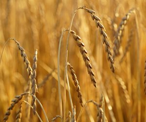 Gr&#x00FC;nkern&#x20;in&#x20;der&#x20;Schwangerschaft&#x3A;&#x20;Ist&#x20;das&#x20;Urgetreide&#x20;eine&#x20;gute&#x20;Wahl&#x3F;