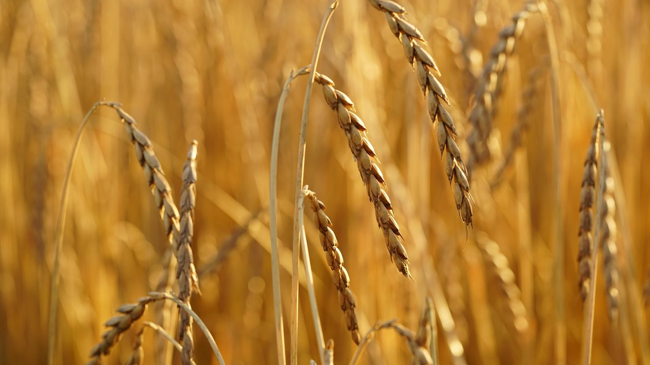 Dinkel – das Urgetreide ist fester Bestandteil einer gesunden Ernährung.