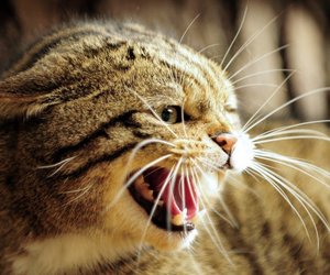 Haben Katzen Milchzähne? Wir schauen ihnen ins Mäulchen