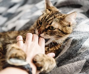 Wenn deine Katze beim Streicheln das Hinterteil hochstreckt, steckt dieser besondere Grund dahinter
