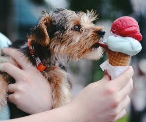 Dürfen Hunde Vanilleeis essen? Alles, was du wissen musst