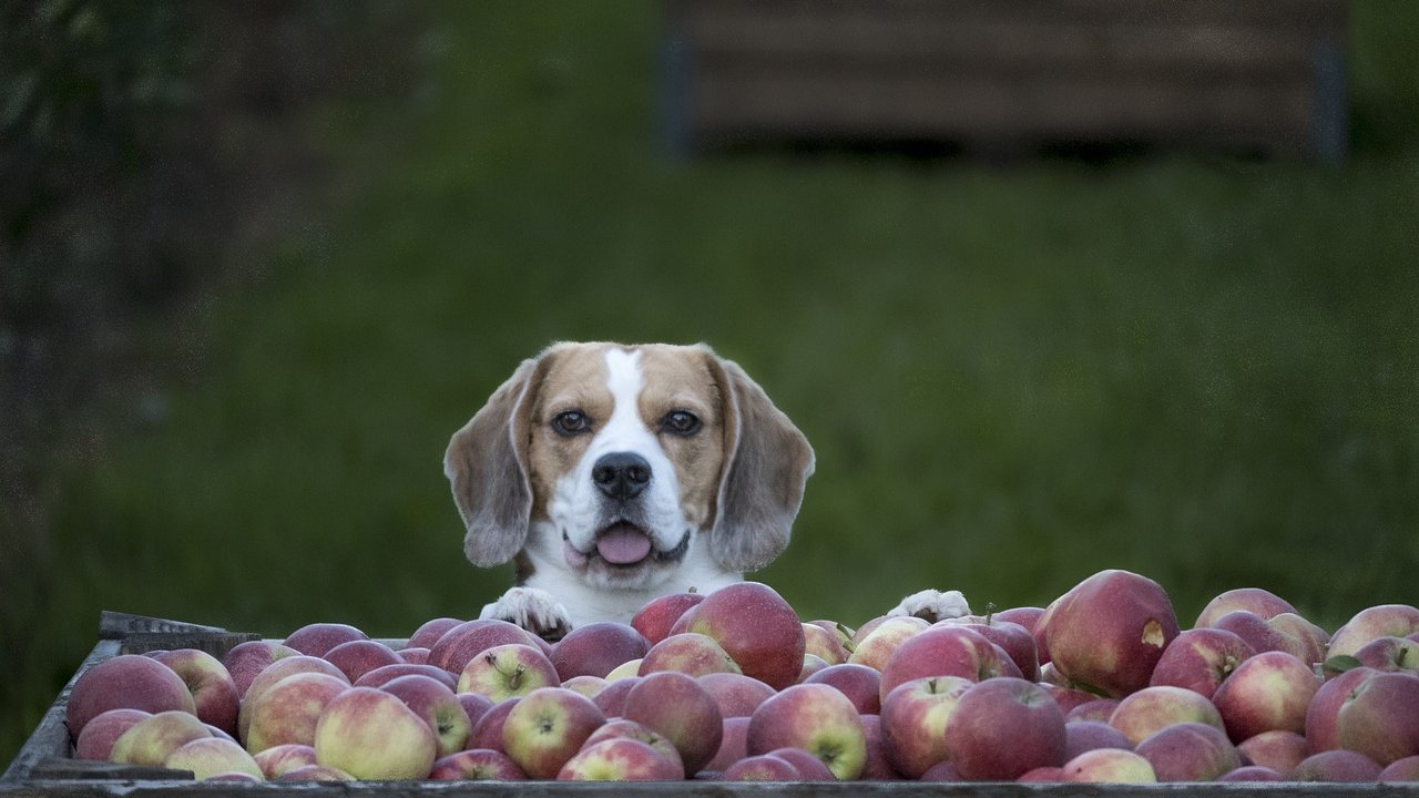 Viele Hunde mögen Äpfel. Du solltest allerdings einiges beachten.