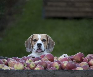 Dürfen Hunde Apfelmus essen? So vertragen sie es