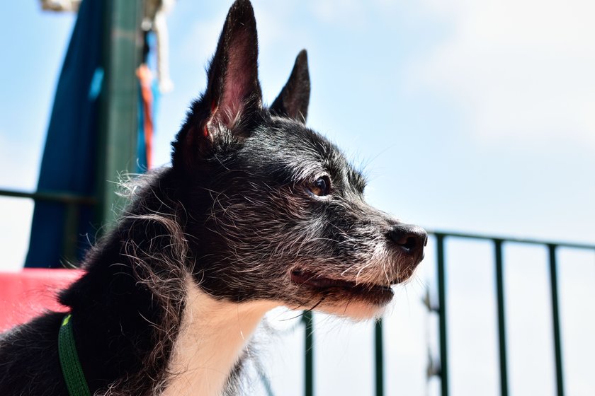 English toy terrier