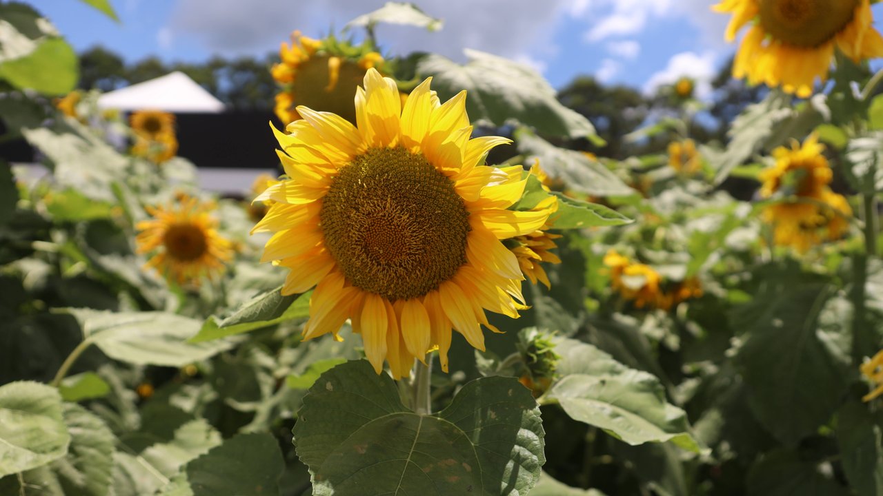 Sonnenblumen beeindrucken auf dem Feld genauso wie vereinzelt im Garten.