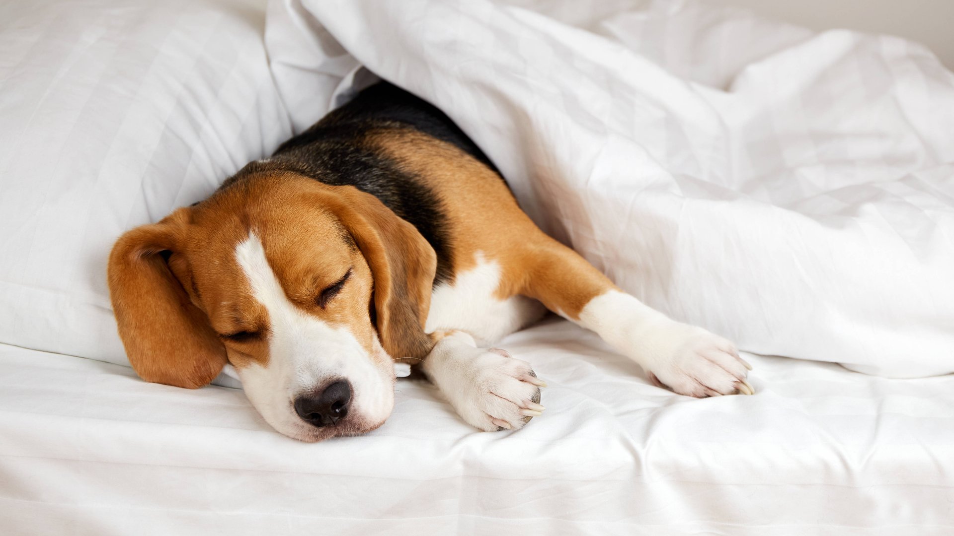 Stilvolle Khlmatte Hund Fressnapf Bildernull