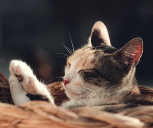 Die Samtpfote durchschaut: Kann meine Katze lachen?