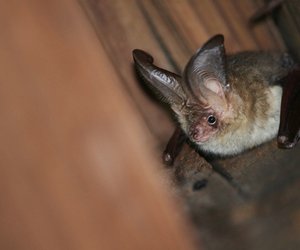 Wo leben Fledermäuse? Die Heimat der nachtaktiven Jäger