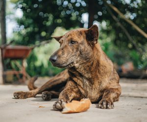 Dürfen Hunde Brot essen? Die Brotsorte ist entscheidend