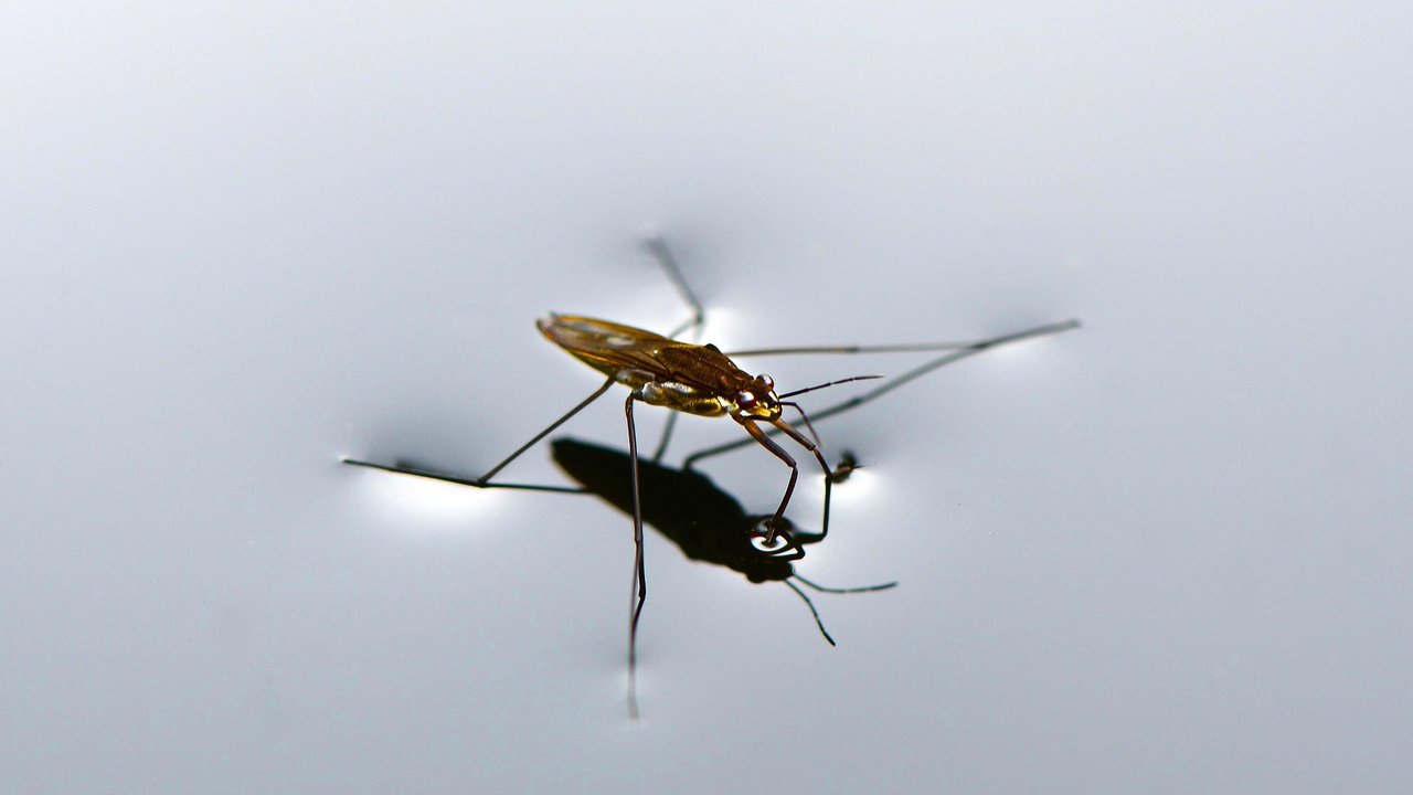 Wasserläufer stehen sicher auf der Wasseroberfläche.