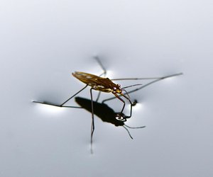 Was fressen Wasserläufer: Wovon ernähren sich die Wanzen?