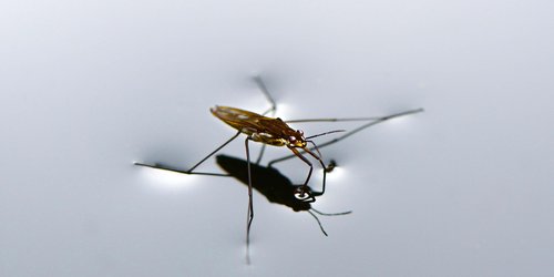 Was fressen Wasserläufer: Wovon ernähren sich die Wanzen?