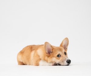 Wie oft sollte man einen Hund entwurmen? Ein Richtwert