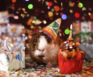 Wie alt werden Meerschweinchen? Der erstaunliche Überblick