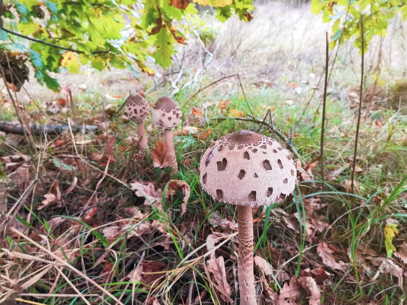 Der Parasol Pilz steht hoch und aufrecht auf einem langen Stiel.