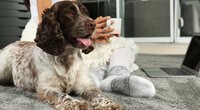 Ist Eukalyptus gut für Hunde? 