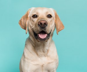 Labrador Retriever: Wahre Hundefans schaffen dieses Quiz garantiert