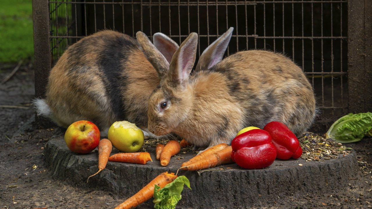 Kaninchen brauchen viel Heu und Grünzeug, aber auch Obst und Gemüse.