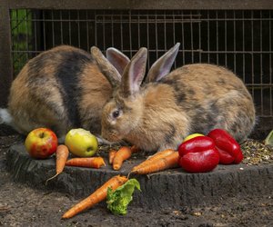 Dürfen Kaninchen Apfel essen? Alles, was du dazu wissen musst