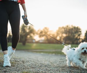 Die Kühlmatte von Amazon ist ein unverzichtbares Sommer-Gadget, um deinen Hund vor Sommerhitze zu schützen