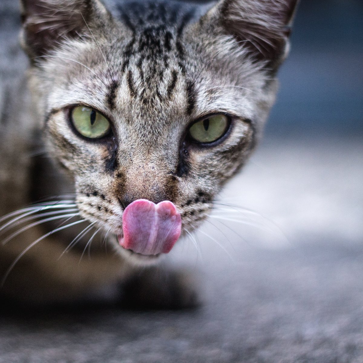 Dürfen Katzen Joghurt essen? Ein Übermaß kann schaden