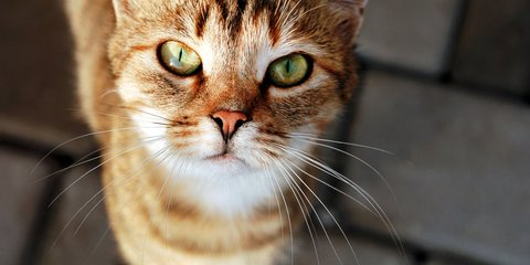 Gut zu wissen: Ist die Grnlilie giftig fr Katzen und Menschen?