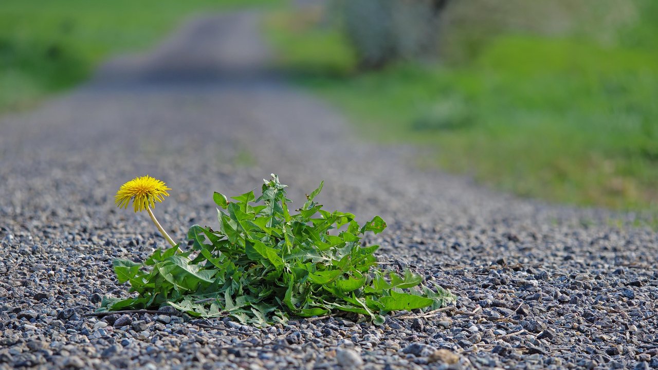 Löwenzahn bohrt sich mit seiner Pfahlwurzel tief in den Boden und wächst eigentlich überall.
