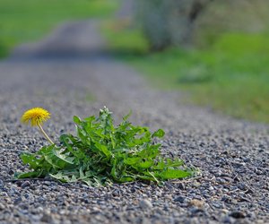 Sauberer Garten leicht gemacht: Mit diesem Amazon-Gadget wird Unkrautjäten zum Vergnügen