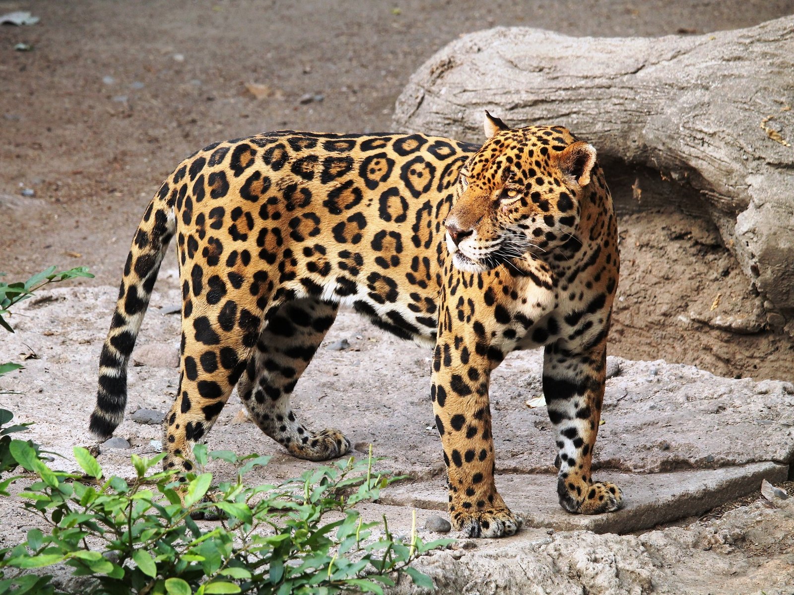Wo leben Jaguare? Die Heimat der drittgrößten Raubkatze