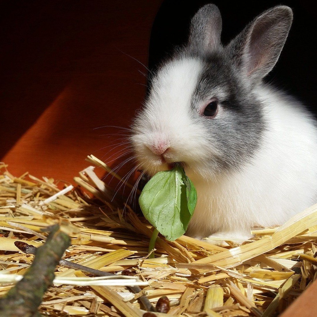 Drfen Kaninchen Rucola essen? Darauf kommt es an